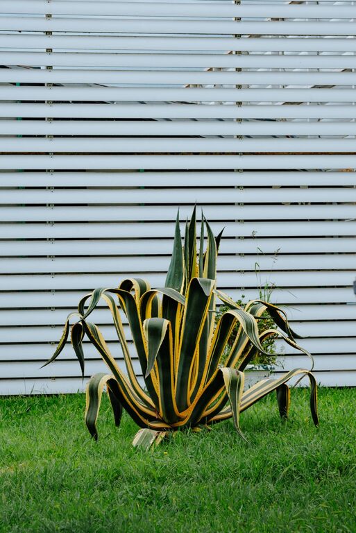 Tips for Creating a Beautiful and Low-Maintenance Home Garden